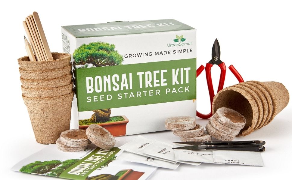 bonsai tree kit urban outfitters BONSAI TREE STARTER KIT – Urban Sprout Store