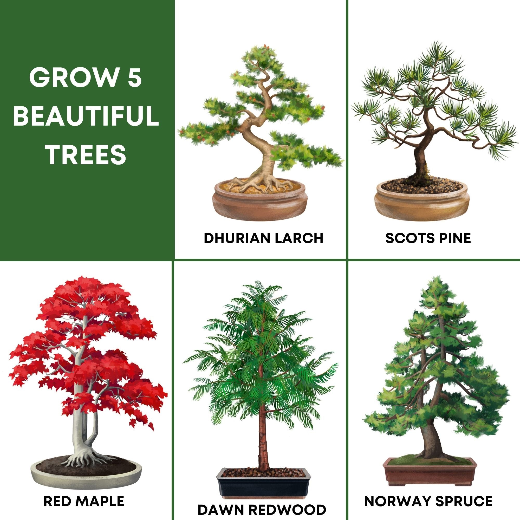 bonsai tree starter kit uk BONSAI TREE STARTER KIT – Urban Sprout Store