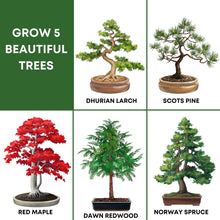 Load image into Gallery viewer, BONSAI TREE STARTER KIT